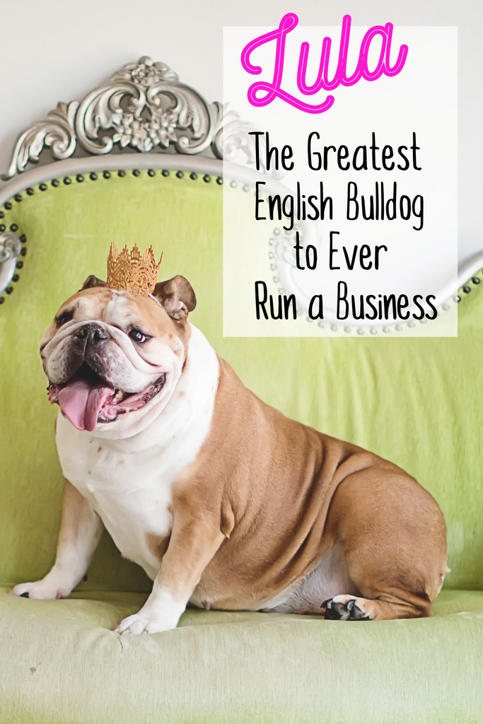 Lula, the Greatest English Bulldog to Ever Run a Business